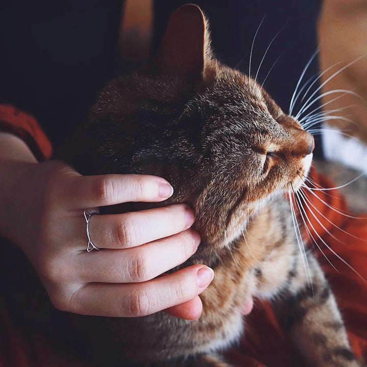 Kočičí prstýnek 39328